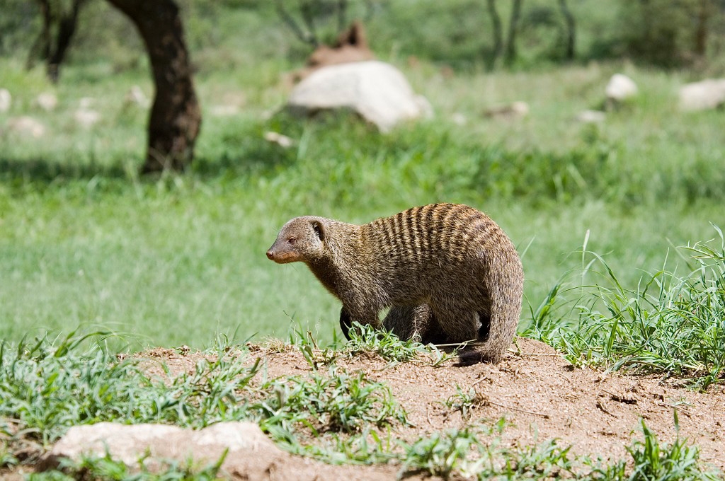 Serengeti banded mongoose11.jpg - Banded Mongoose (Mungus mongo), Serengeti N.P. Tanzania March 2006